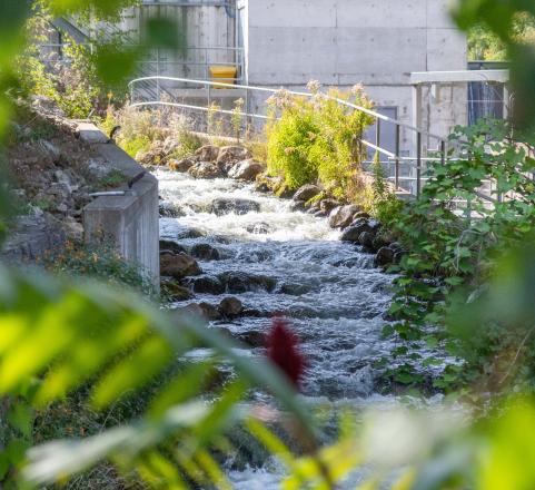 The fishway in Thornbury