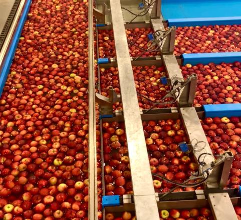 A flume line showing apples going down the sorting flume