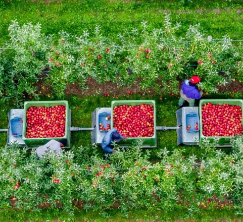 Apple boxes in the orchard